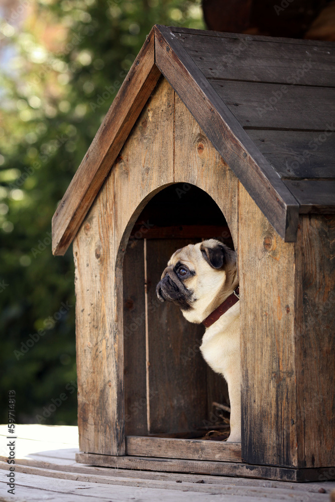 pug dog house