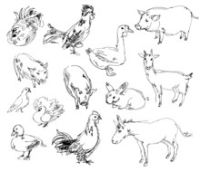 Farm Animals. Set. Hand-drawn
