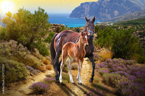 Fototapeta na wymiar Koń z źrebakiem na drodze o zachodzie słońca