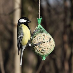 Wall Mural - Great Tit (Parus major) on the tallow ball