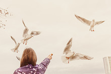 Little Girl Feeding Seagulls In Cologne
