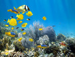 Underwater coral reef with school of fish