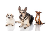 Fototapeta Zwierzęta - Drei Mischlingshunde