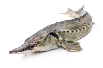 Sturgeon fish