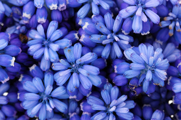 Poster - Muscari - hyacinth close-up