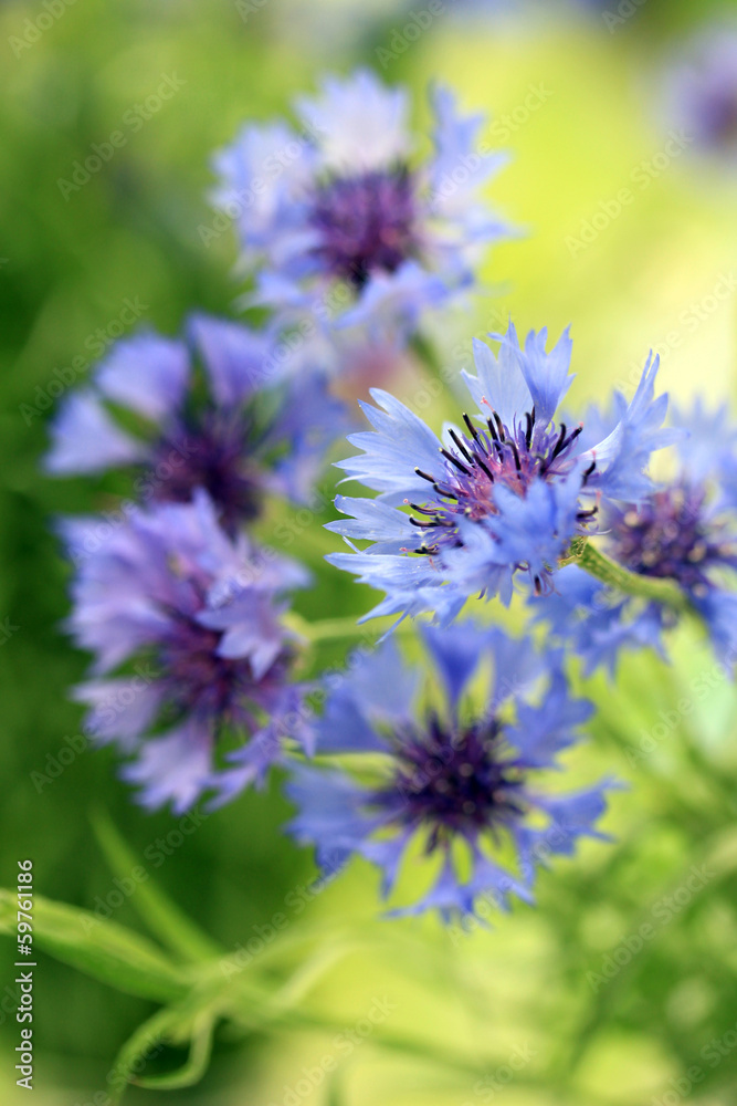 Beautiful bouquet of cornflowers on green background