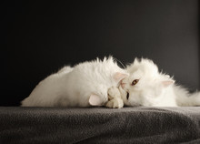 Two Cats Cuddling