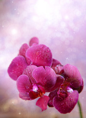 Wall Mural - Beautiful blooming orchid  on light color background