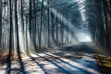 Wall Mural - Road and sunbeams in strong fog in the forest, Poland.