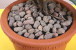 Repotting houseplants - ficus
