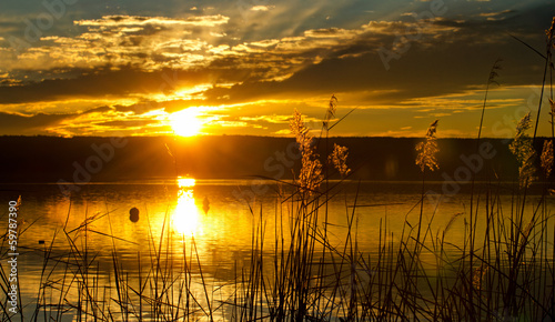 bedruckte Wasserabweisende Stoffe - Schilf am See im Abendrot (von 500cx)