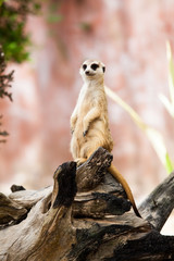 Canvas Print - Meerkat or Suricate.