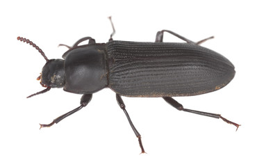 Wall Mural - Tenebrio opacus isolated on white background