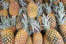 Fresh Whole Pineapple Fruits Farmers Market