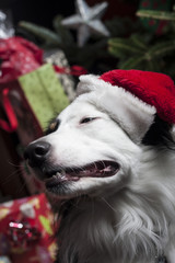 a cute Australian Shepherd in front of a christmas tree with a s