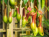 Nepenthes  ventrata, a carnivorous plant