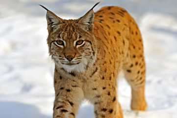 Wall Mural - lynx in their