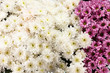 © Andrey Bandurenko - White and purple chrysanthemum flowers background