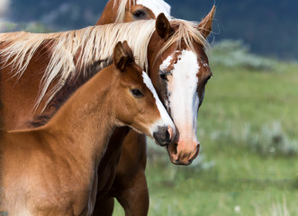 Fototapeta zwierzę koń klacz preria