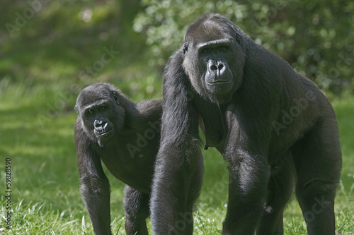 Fotomural Western lowland gorilla, Gorilla gorilla