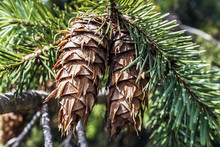 Two Pine Cones