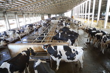 Many Cows In Hangar With Metal Floor On Dairy Farm