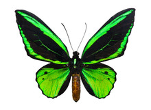 Butterfly Ornithoptera Priamus