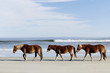 Three Wild Mustangs on a Beach