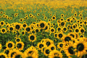 Wall Mural - beautiful sunflower in the field
