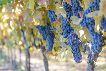 grapes on the vine