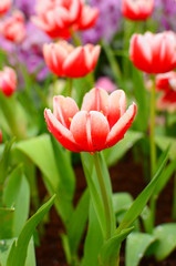 Wall Mural - Red Tulips