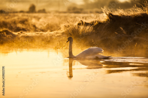 Foto-Leinwand ohne Rahmen - Swan swimming in the lake at sunset (von arturas kerdokas)