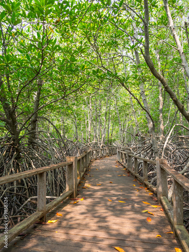 Naklejka na kafelki Pathway in the forest mangrove