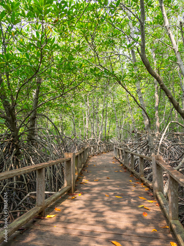 Fototapeta do kuchni Pathway in the forest mangrove