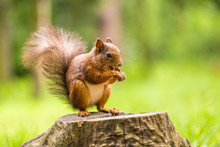 Squirrel Eats A Nut