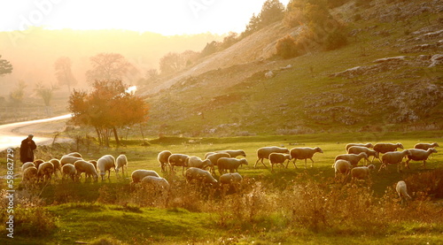 Cuadros en Lienzo Shepherd herding sheep at sunrise