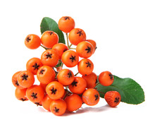 Pyracantha Firethorn Orange Berries With Green Leaves, Isolated