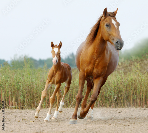 Obraz w ramie mare and foal