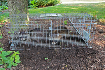 two raccoons (procyon lotor) caught in a live trap