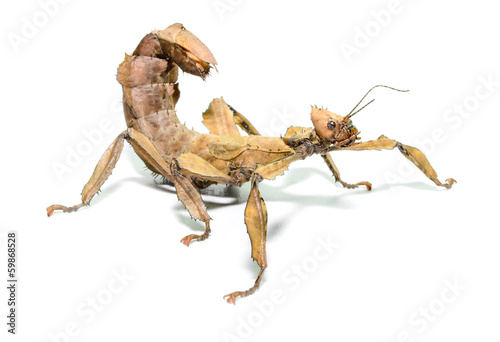 Fotomural Female spiny leaf insect, Extatosoma tiaratum, on a white backgr