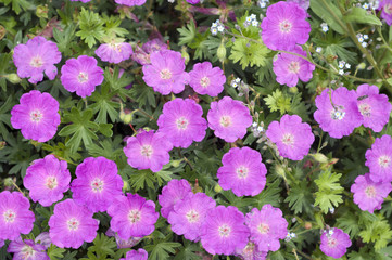 Wall Mural - Blutstorchschnabel, Geranium, sanguineum,