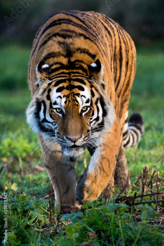 Plakat Tygrys syberyjski