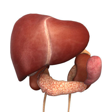 Healthy Human Liver