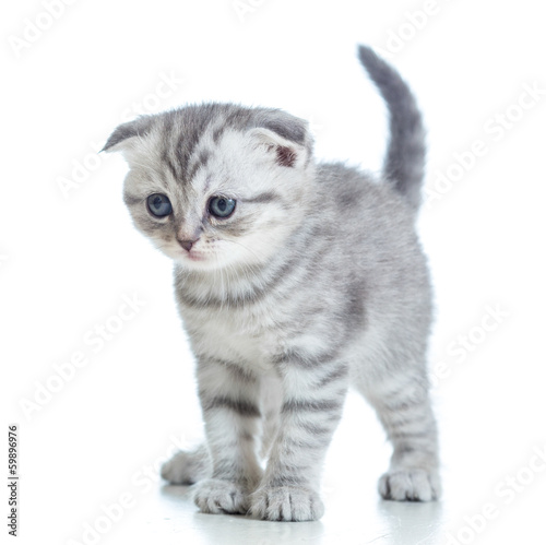 Scottish Fold Kitten Isolated On White Buy This Stock Photo And