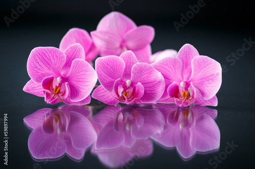 Fototapeta do kuchni beautiful branch Phalaenopsis