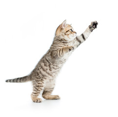 Wall Mural - jumping british kitten isolated on white background