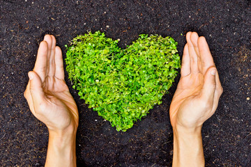 hands holding green heart shaped tree