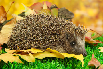 Wall Mural - Hedgehog on autumn leaves in forest