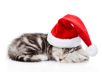 Canvas Print - sleeping scottish kitten with santa hat. isolated on white 