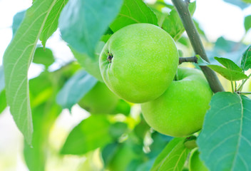 Sticker - apples on tree